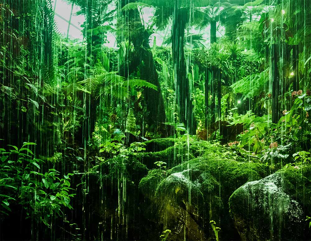 jungle greenery